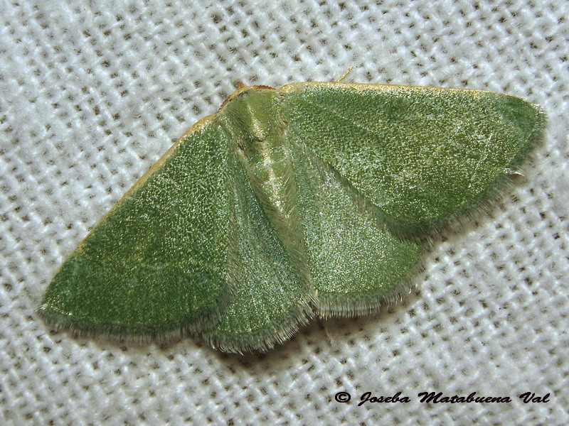 Chlorissa viridata - No, Phaiogramma etruscaria, Geometridae